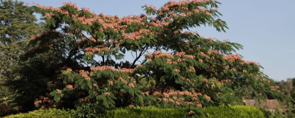 L'albizzia Ombrella