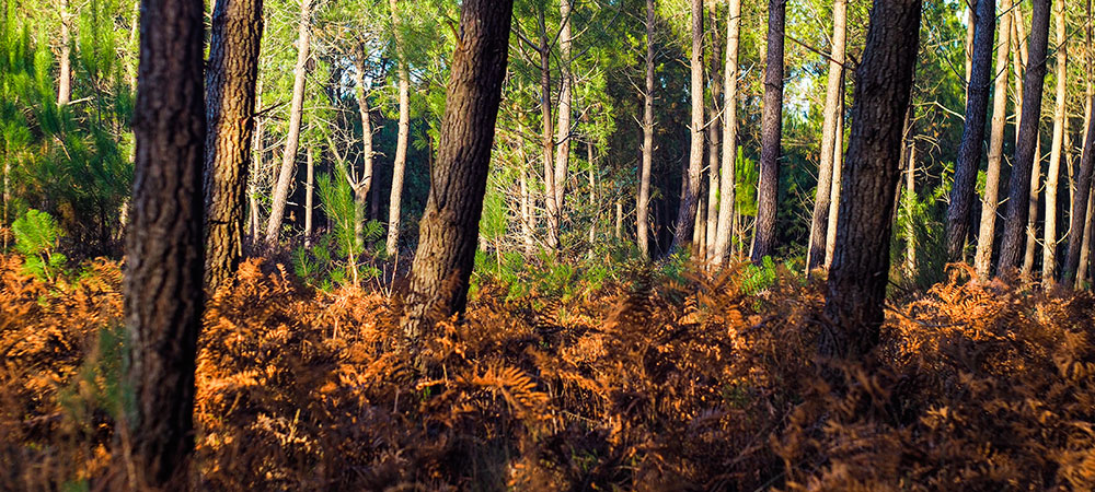 La forêt des Landes, en Gascogne