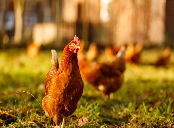Sitemapcdatahttpsshopinf Inetcomprix Poule Gamm Vert
