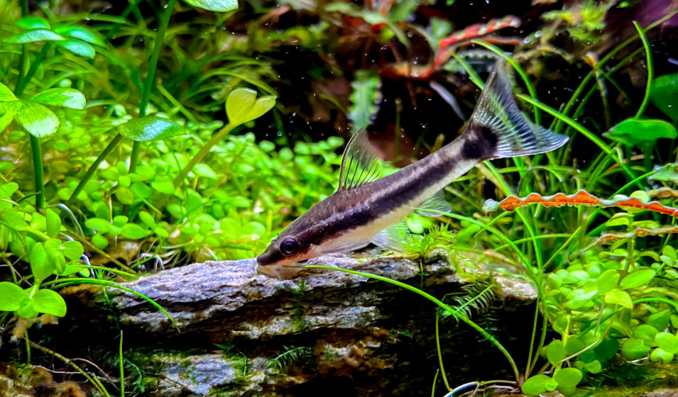 Quels poissons peuvent cohabiter avec des guppy ? Jardiland