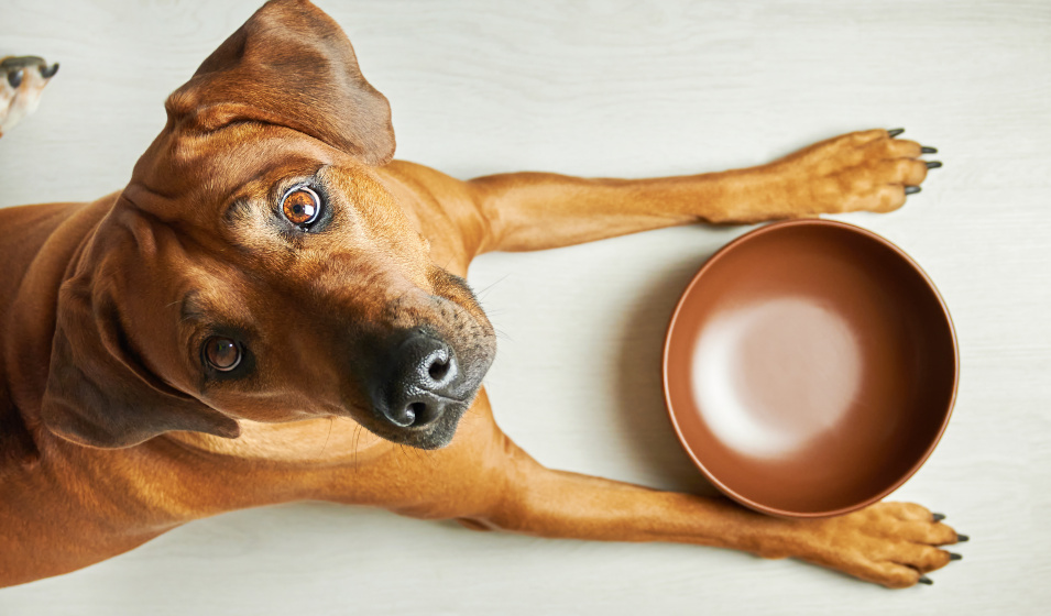 Un chien marron attend sa nourriture devant sa gamelle vide