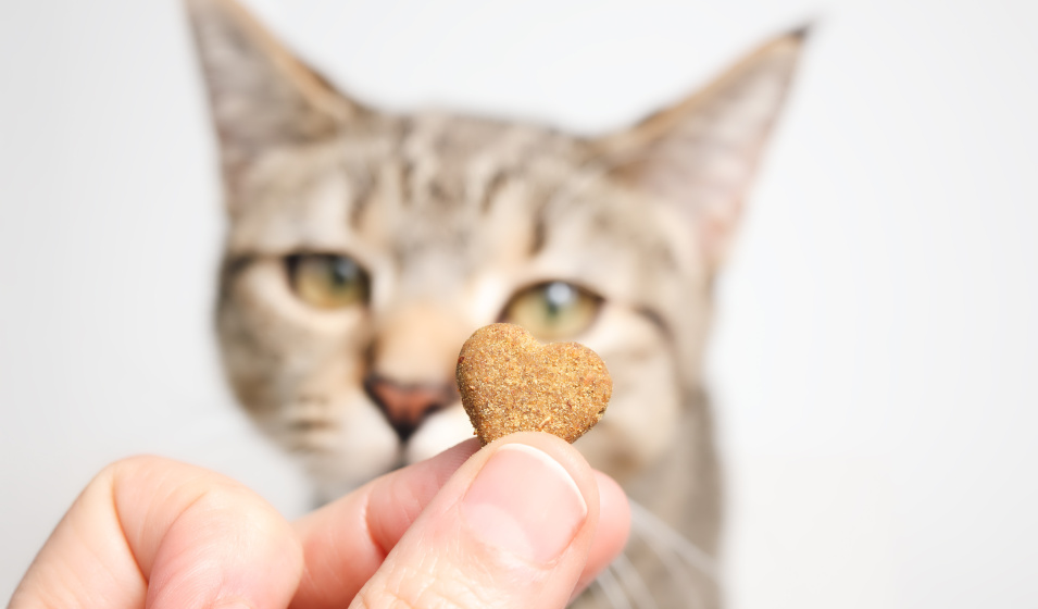 Adaptez la taille et la forme de vos friandises maison pour votre chat