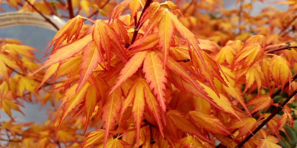 L’érable du Japon 'Katsura'