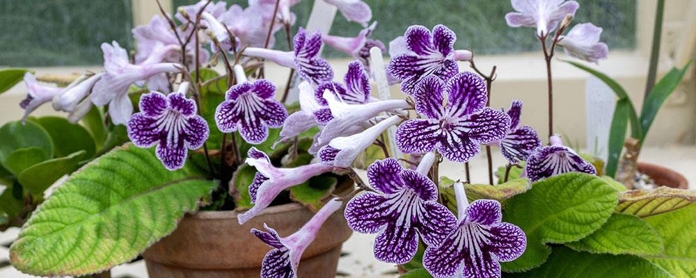 Streptocarpus