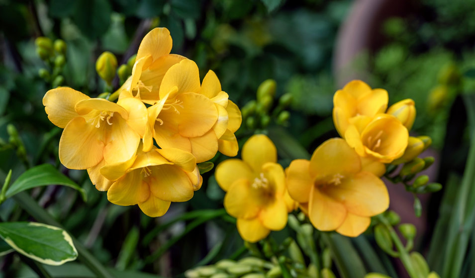 Cultivez une rivière d'or au jardin 