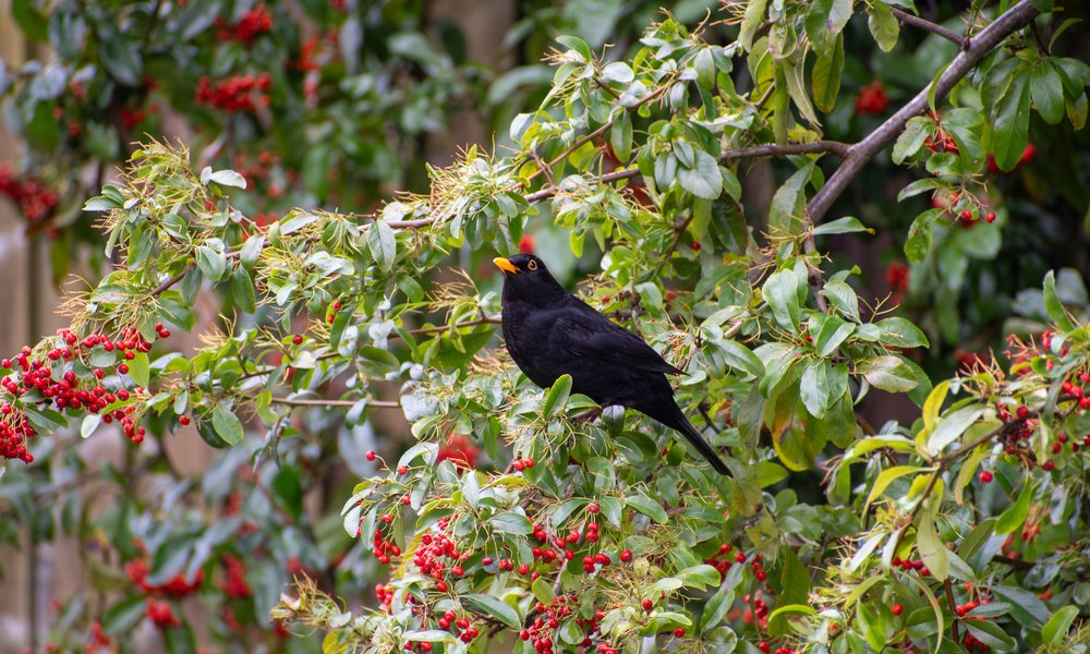 La haie champêtre est à la fois un refuge pour toute une faune, et un endroit où trouver des baies nutritives