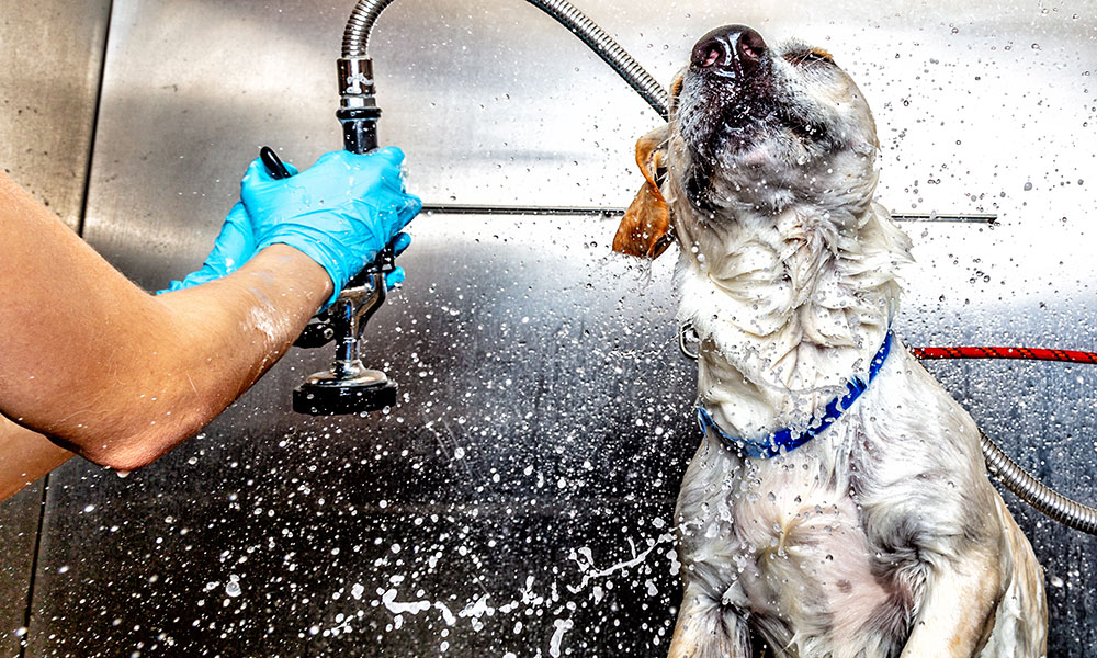 Toilettage libre-service pour chien de Jardiland