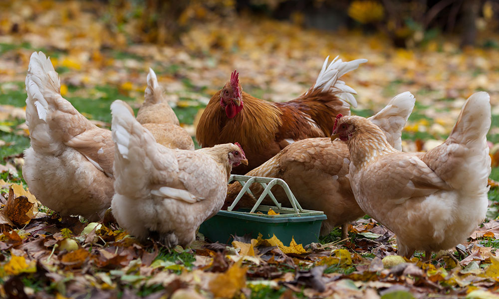 Adaptez les rations pendant la mue de la poule en automne