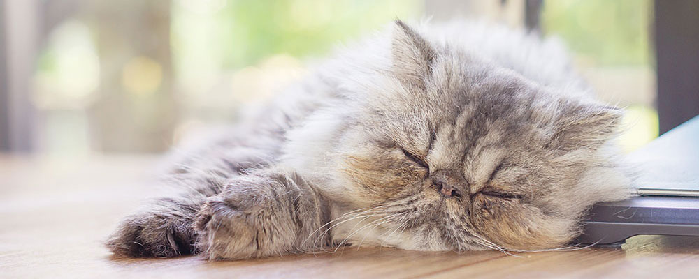 Le chat peut dormir jusqu'à 20h par jours
