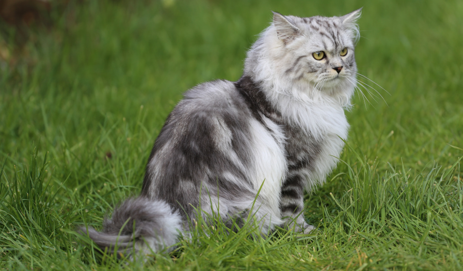 La fourrure du persan est la plus abondante de tous les chats de race ! 