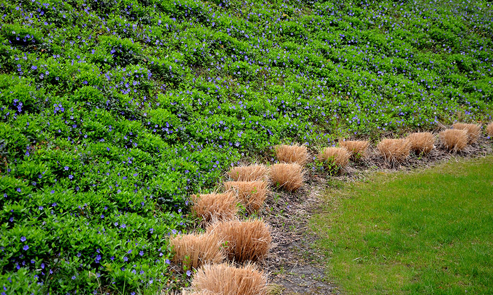 Plantation sur pente préparation du sol et amendements