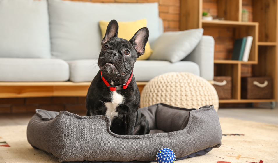 Un chien bouledogue français noir et blanc s'amuse dans son panier