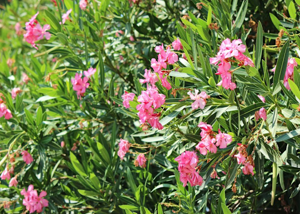 Eau parfumée AMIR main image 1