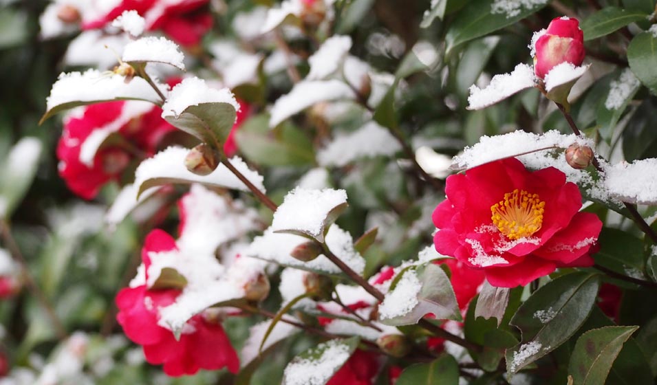 De la couleur au cœur du froid
