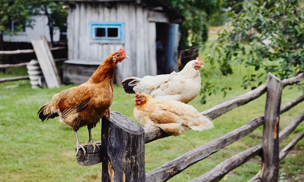 Une surface extérieure suffisante pour le nombre de poules est primordiale pour le bien-être de celles-ci