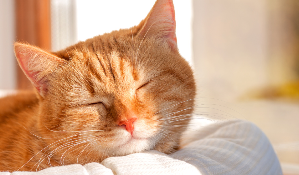 Gros plan sur un chat tigré roux dormant au soleil dans son panier