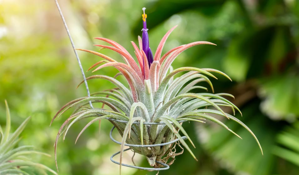 Tillandsia : emplacement, culture et entretien - Jardiland