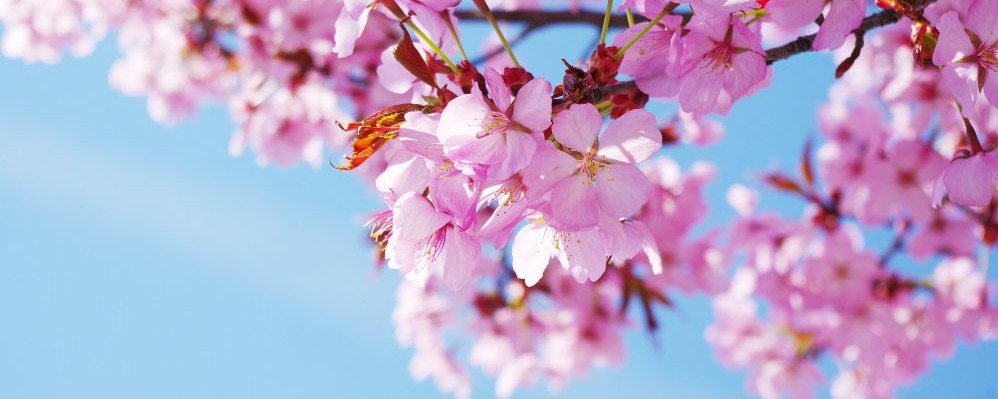 Le cerisier à fleurs