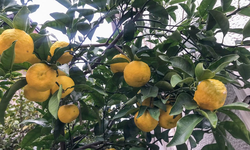 Les agrumes sont des frileux, à protéger du froid en hiver