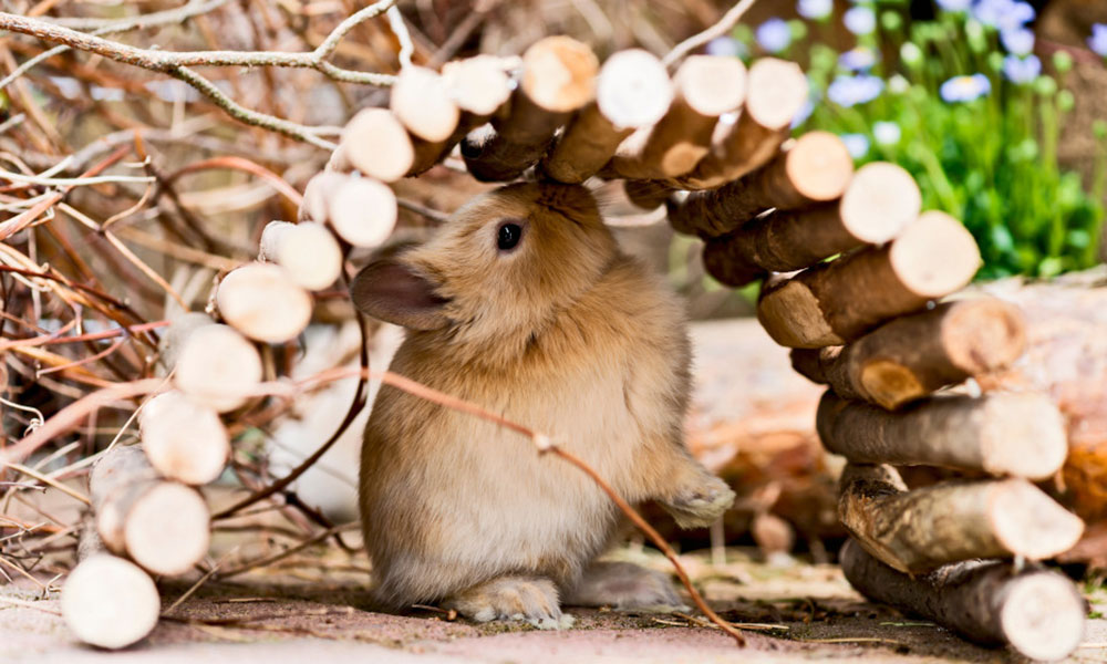 Différentes zones définissent l'espace du lapin nain dans le jardin
