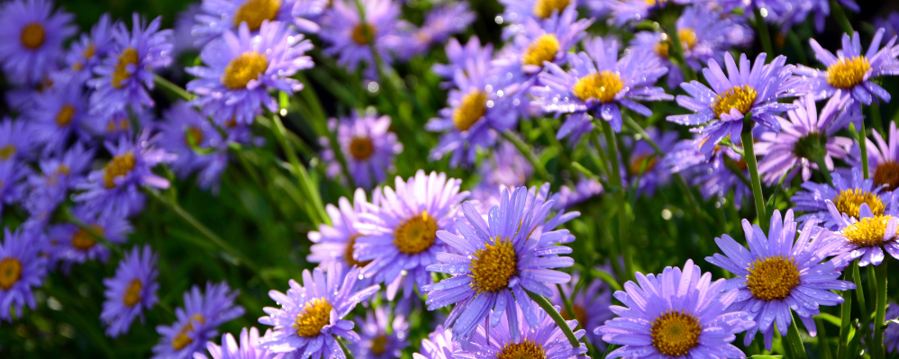 Aster