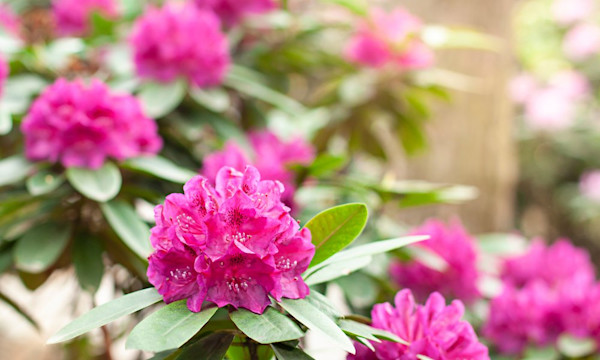 Entretien des azales et rhododendrons - Gamm vert