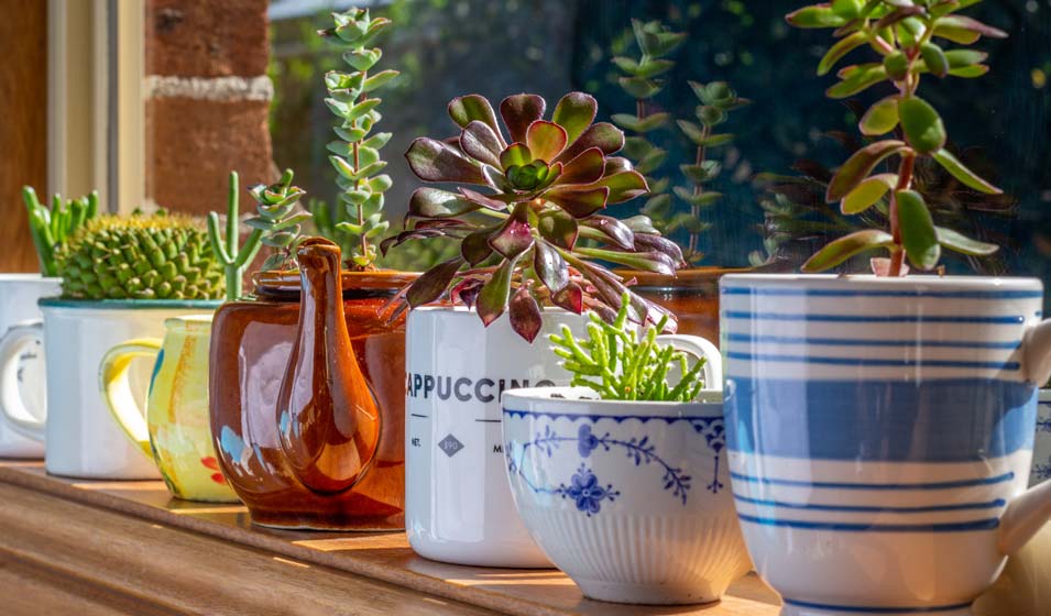 C'est dans les vieux pots qu'on fait les plus belles plantes 