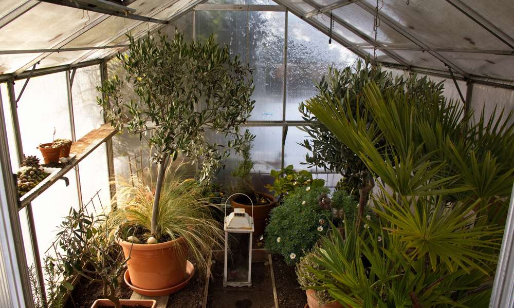 En hiver, la serre accueille les plantes gélives 