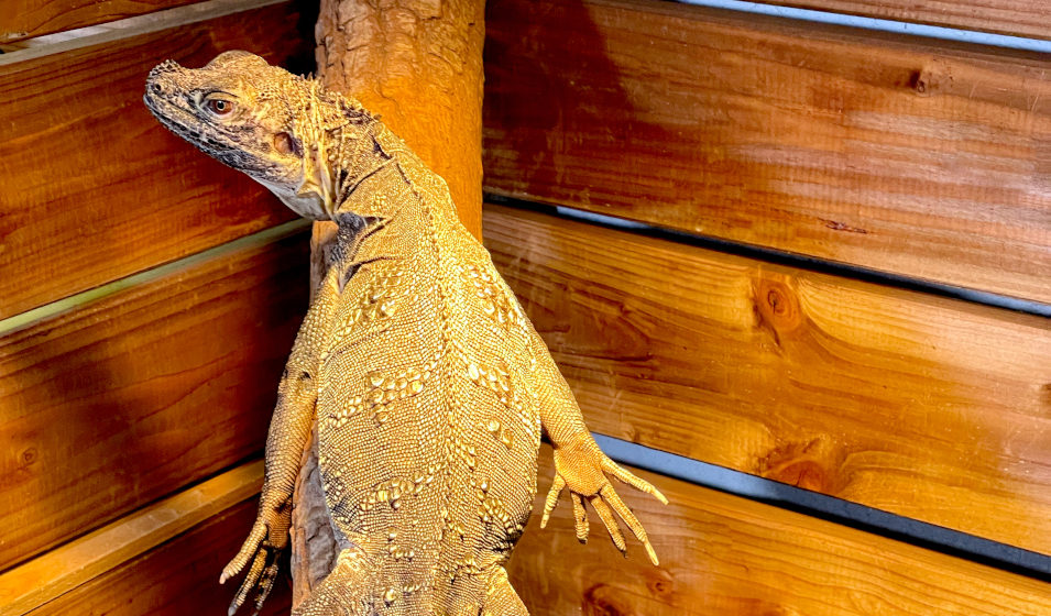 Un pogona ou dragon barbu se réchauffe sous une lampe chauffante pour terrarium
