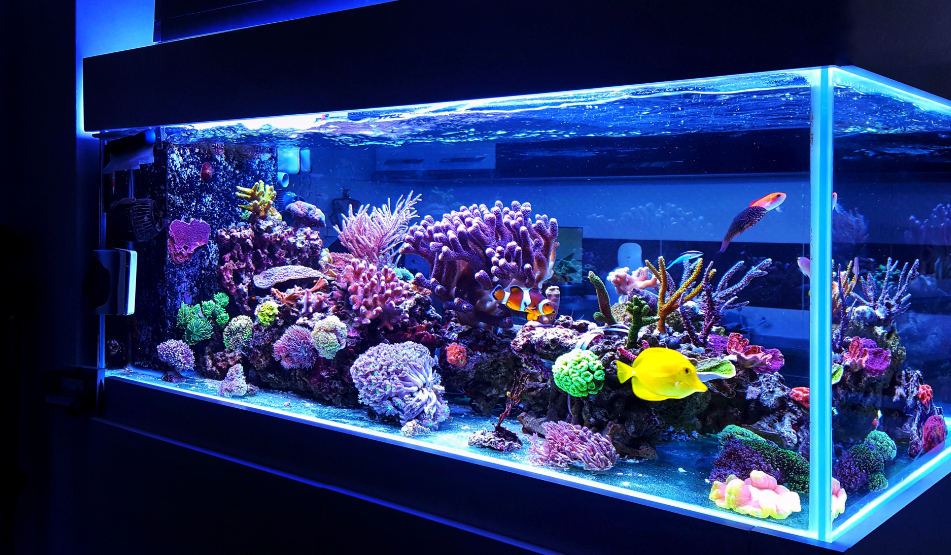 acuario infantil