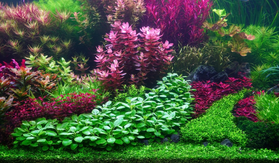 Quel aquarium choisir pour l'aquascaping ? - Jardiland