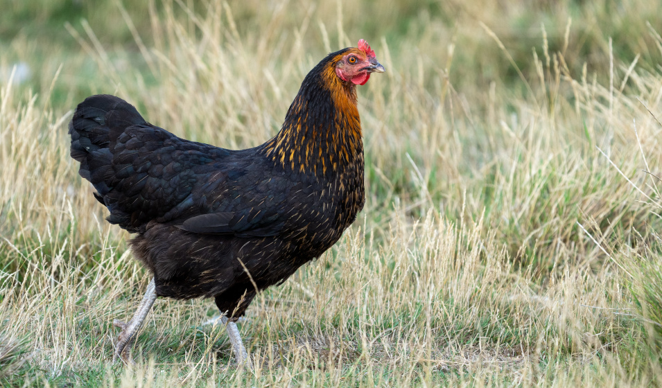 Les poulaillers originaux doivent offrir confort et sécurité aux poules 
