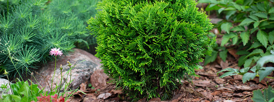 Thuya occidentalis 'Danica'