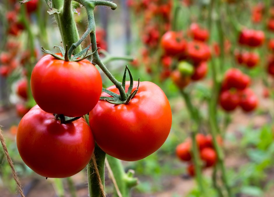 Des tomates de juin à novembre, ça vous dit ? 
