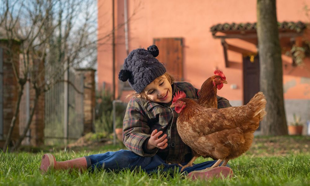 Les poules rousses et les enfants, ça matche toujours ! 