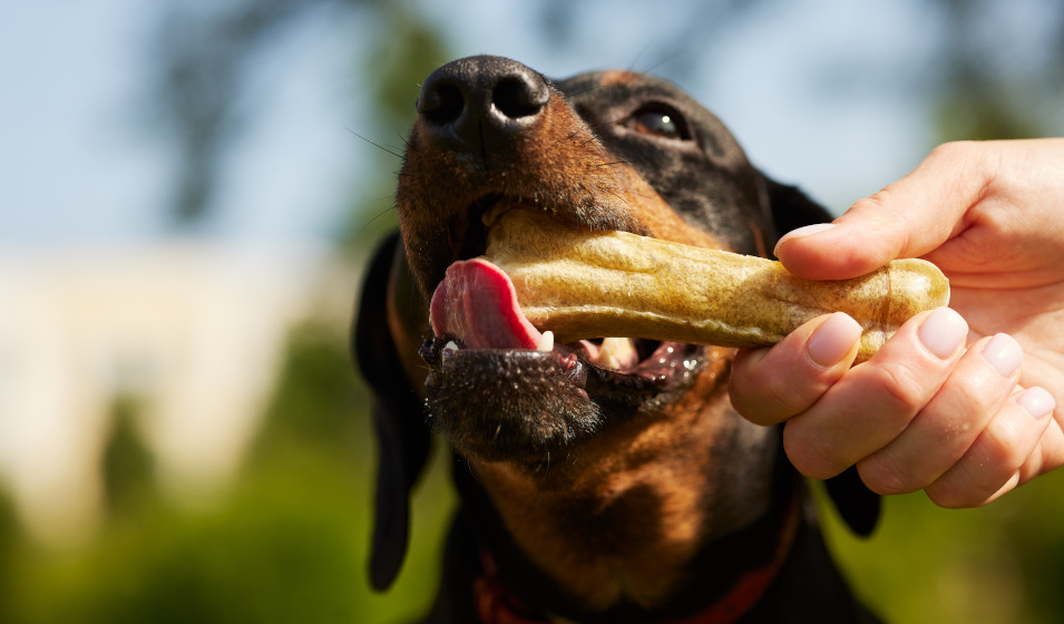 Un os à mâcher est utile pour la santé dentaire des chiots