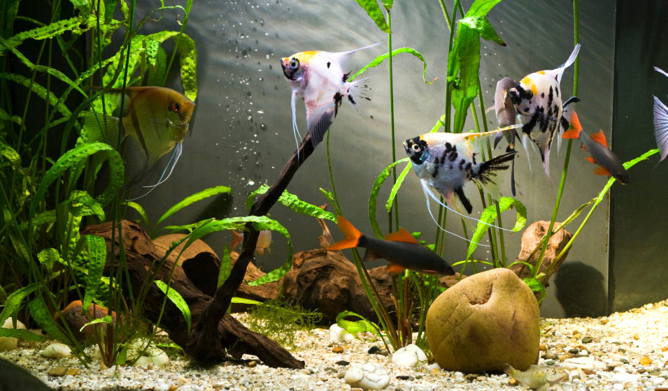 Acheter un poisson tropical pour son aquarium d'eau douce - Achat
