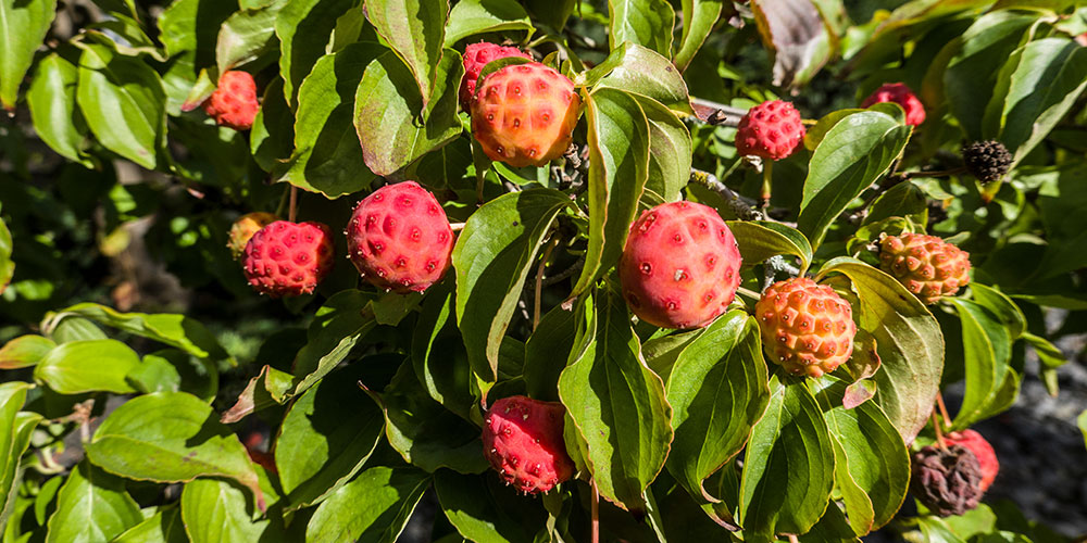 Cornus kousa