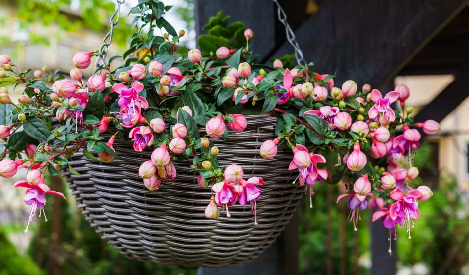 Fuchsia, suspend ton vol 