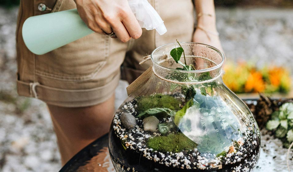 Comment bien s'occuper d'un terrarium de plantes ? Jardiland