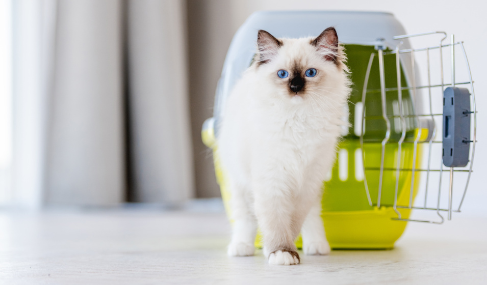 La caisse de transport est un gage de sécurité pour voyager avec un chaton 