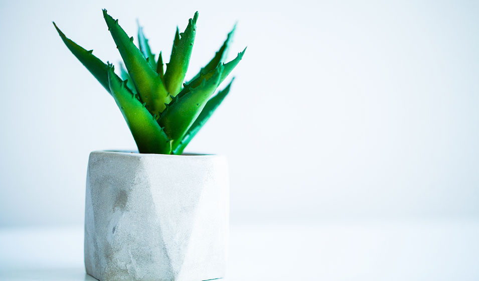 Très moderne pour une plante ancestrale