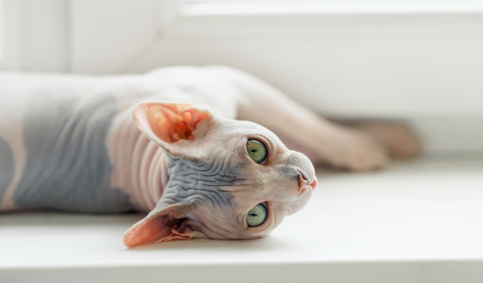 Le sphynx est un bon compagnon pour les personnes allergiques aux chats