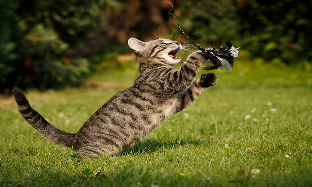 Jouer avec son chat stérilisé prévient sa prise de poids ! Faites-le se dépenser