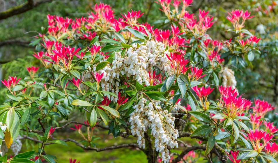 Une estampe végétale au jardin