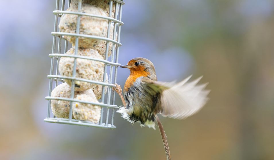 Matière grasse et graines composent une boule de graisse pour oiseau 