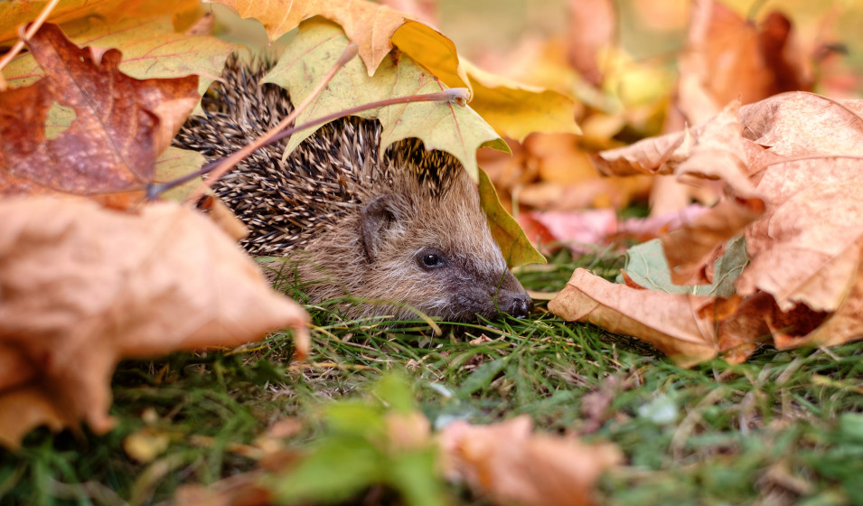 Hérisson : 5 dangers insoupçonnés du jardin - Jardiland