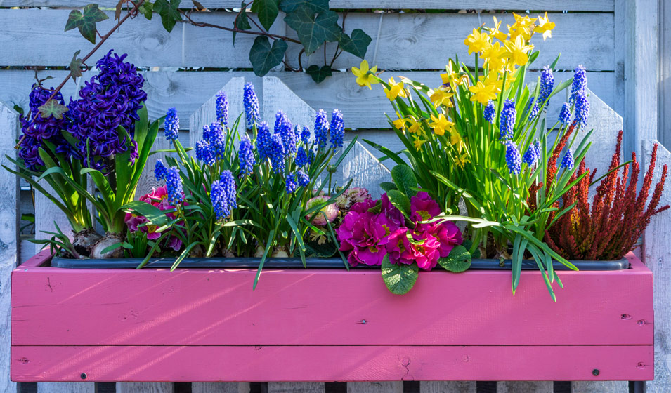 20 fleurs pour créer une jardinière de printemps - Jardiland