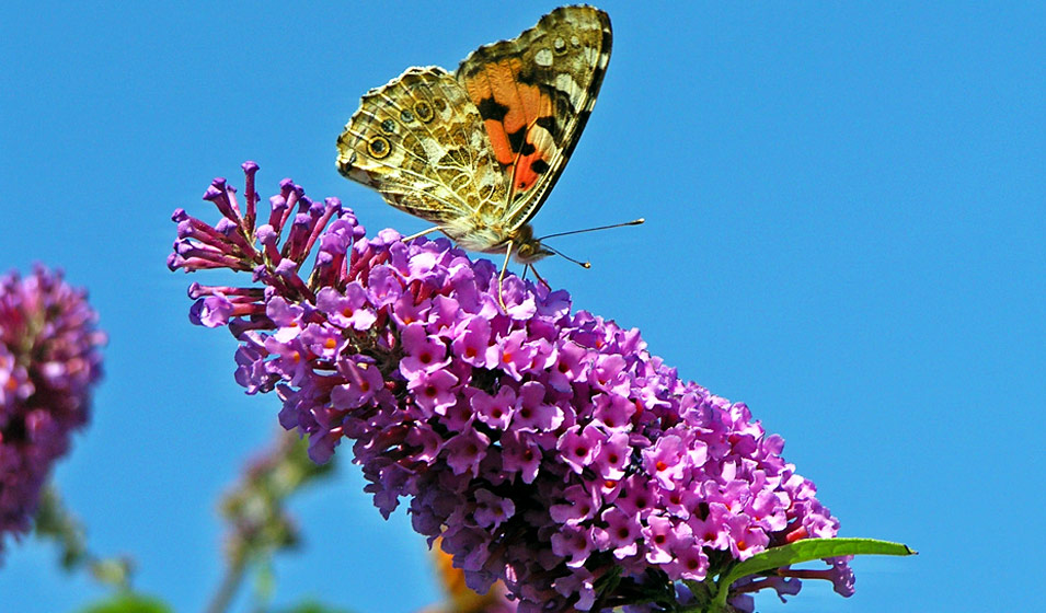 Arbre à papillon (Buddleja davidii)