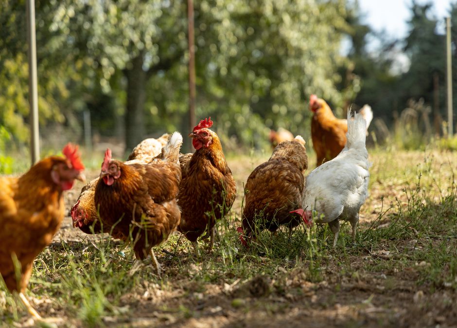 Ajouter un enclos ou agrandir celui-ci est un bon moyen d’offrir plus d’espace aux poules sans toucher au poulailler en lui-même